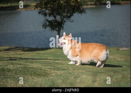 Der junge Kater Pembroke Welsh Corgi Stammbaum steht und schaut etwas auf der Wiese im Park an Stockfoto