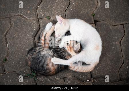 Inländische Geschwister Kätzchen kuschelten auf dem Boden Stockfoto