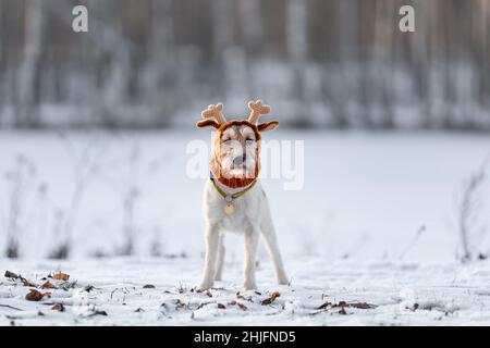 Porträt eines jungen lustigen Hund des Parsons russell Terrier Rasse in gestrickten Rentierhut auf Schnee im Freien in der Winternatur stehen Stockfoto