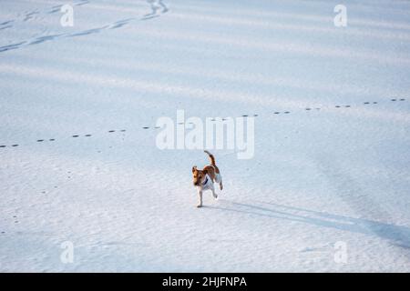 Hund des Parsons russell Terrier Rasse läuft auf Eis und Schnee im Winter. Speicherplatz kopieren Stockfoto