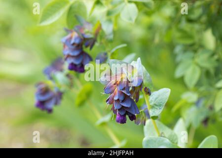 Nahaufnahme von HonigwürzeCerinthe Major Purpurascens, die im Frühjahr in einem britischen Garten blüht Stockfoto