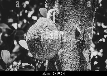 Schwarz-Weiß-Bild von Jackfrucht Artocarpus heterophyllus wächst auf Jack Baum in der Natur von Ilha Grande Rio de Janeiro Brasilien. Stockfoto