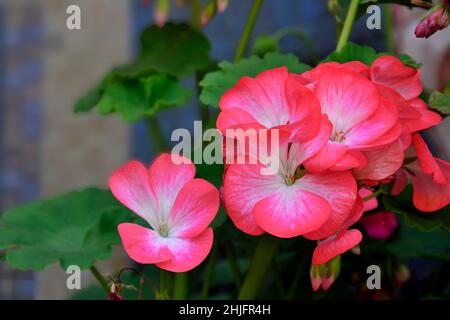 Leuchtend rosa Geranium Pelargomium Blüte Nahaufnahme auf verschwommenem Hintergrund. Frühling oder Sommer floralen Hintergrund. Ornamental blühende Pflanze - Blumenzucht Stockfoto