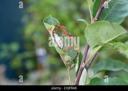 Apfelblätter durch den Choreutis pariana Apple Leaf Skeletonizer beschädigt. Die Larven (Raupen) ernähren sich von Obstbäumen: apfel, Birne und Kirsche in Obstgärten Stockfoto