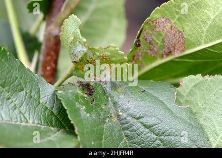 Apfelblätter durch den Choreutis pariana Apple Leaf Skeletonizer beschädigt. Die Larven (Raupen) ernähren sich von Obstbäumen: apfel, Birne und Kirsche in Obstgärten Stockfoto