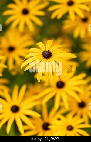 Nahaufnahme von Susan - Rudbeckia fulgida var. deamii - Deams Koneblume blüht im September in einem Garten in Großbritannien Stockfoto