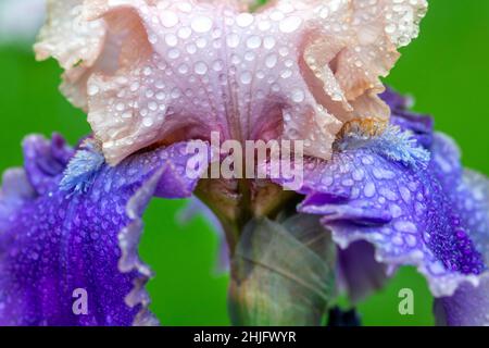 Bild einer bunten bärtigen Iris mit Lavendel-, Lila- und Gelbtönen, die auf einem abstrahierten Hintergrund dargestellt ist. Stockfoto