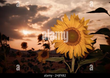 Nahaufnahme Sonnenblume und Sonnenuntergang Stockfoto