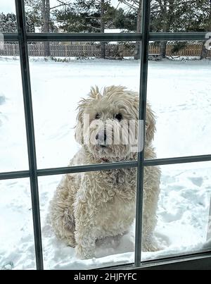 Große weiße goldene Doodle Hund im Freien suchen in warten, um wieder in das Innere des Hauses zu gehen. Niedliche Gesichtsausdrücke. Stockfoto