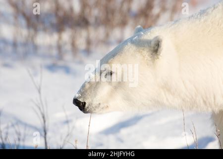 Große Eisbärin auf schneebedecktem Boden in der Nähe von Churchill, Manitoba Stockfoto