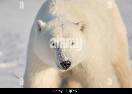 Große Eisbärin auf schneebedecktem Boden in der Nähe von Churchill, Manitoba Stockfoto