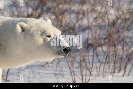 Große Eisbärin auf schneebedecktem Boden in der Nähe von Churchill, Manitoba Stockfoto