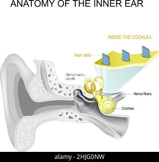 Anatomie des Innenohrs. Nahaufnahme von Haarzellen in der Cochlea. Vektorposter Stock Vektor