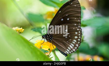 Schöner brauner Schmetterling saugt Nektar aus der Blume. Makrofotografie Stockfoto