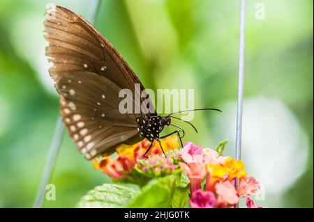 Schöner brauner Schmetterling saugt Nektar aus der Blume. Makrofotografie Stockfoto