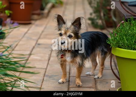 Kleiner schwarzer Hund, der auf einem Betonpflaster in einem Garten steht Stockfoto