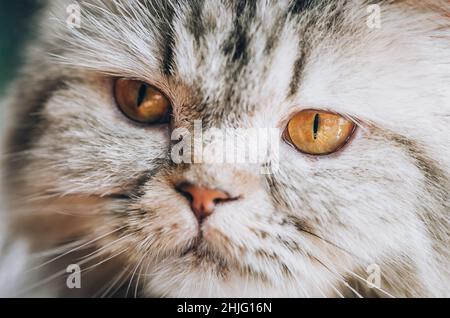 Nahaufnahme von schönen Katzenaugen. Selektiver Fokus Stockfoto
