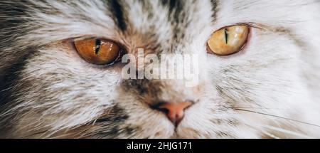 Nahaufnahme von schönen Katzenaugen. Selektiver Fokus Stockfoto
