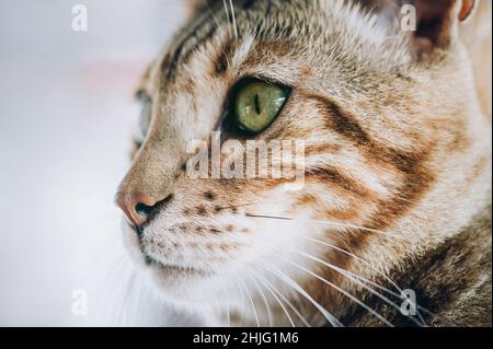 Nahaufnahme von schönen Katzenaugen. Selektiver Fokus Stockfoto