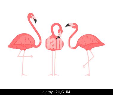 Exotische rosa Flamingos Vögel. Flamingo mit rosa Rosenfedern stehen auf einem Bein in wilder afrikanischer Fauna. Zoo Feder rosig Gefieder niedlich Flam Vogel Cartoon Stock Vektor