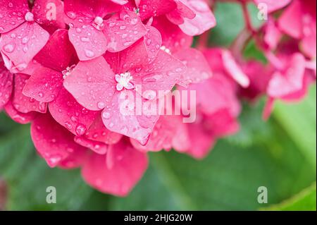 Nasse magentafarbene Hortensienblüte Stockfoto