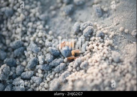 Krabben und Sandkörner am Strand mit verschwommenem Hintergrund. Draufsicht Stockfoto