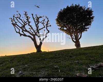 San Diego, Kalifornien, USA. 06th Januar 2022. Ein Hubschrauber fliegt am 6. Januar 2022 in San Diego, Kalifornien, bei Sonnenuntergang über Korallenbäumen im Embarcadero Marina Park. (Bild: © David Becker/ZUMA Press Wire) Stockfoto