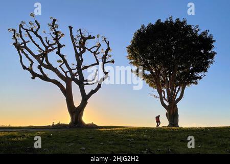 San Diego, Kalifornien, USA. 06th Januar 2022. Ein Paar spaziert bei Sonnenuntergang am 6. Januar 2022 im Embarcadero Marina Park in San Diego, Kalifornien, unter Korallenbäumen. (Bild: © David Becker/ZUMA Press Wire) Stockfoto