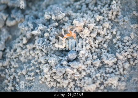 Krabben und Sandkörner am Strand mit verschwommenem Hintergrund. Draufsicht Stockfoto