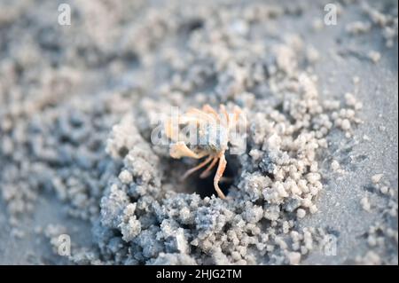 Krabben und Sandkörner am Strand mit verschwommenem Hintergrund. Draufsicht Stockfoto