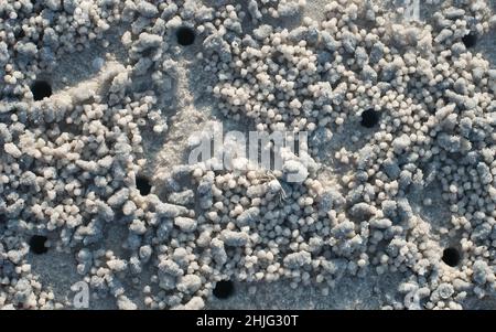 Krabben und Sandkörner am Strand mit verschwommenem Hintergrund. Draufsicht Stockfoto