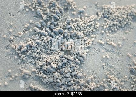 Krabben und Sandkörner am Strand mit verschwommenem Hintergrund. Draufsicht Stockfoto