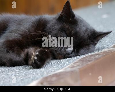 Porträt einer friedlich schlafenden schwarzen Katze Stockfoto
