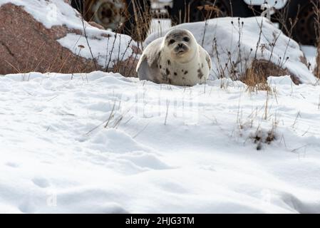 Eine große graue Harfenrobbe liegt auf einer Eispfanne, deren Gesicht und Körper mit Schnee bedeckt sind. Die Dichtung hat zwei Sätze von Flossen und die Krallen befinden sich auf dem nassen Eis. Stockfoto