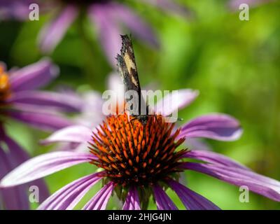 Schmetterlinge sitzen auf einer schönen Blume, im Sommer Stockfoto