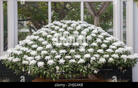 Bronx, NY - Oktober 28,2021: NY BOTANICAL GARDEN. Hier ist ein schönes Beispiel von kiku zu sehen. Stockfoto