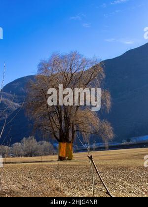 Bäume mit blauem Himmel im Hintergrund Stockfoto