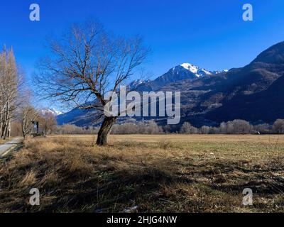 Bäume mit blauem Himmel im Hintergrund Stockfoto