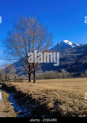 Bäume mit blauem Himmel im Hintergrund Stockfoto
