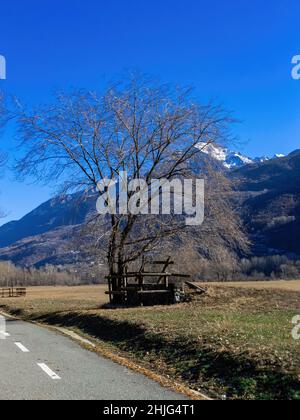 Bäume mit blauem Himmel im Hintergrund Stockfoto
