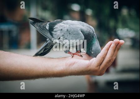 Junger Mann, der Tauben im Stadtpark füttert. Chiang Mai, Thailand Stockfoto