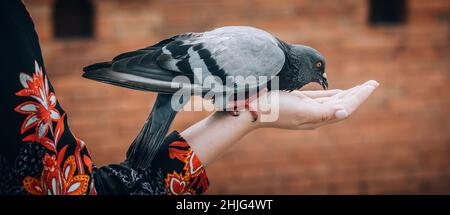 Junge Frau, die Tauben im Stadtpark füttert. Chiang Mai, Thailand Stockfoto