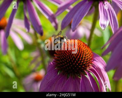 Hummel sammelt im Sommer Pollen auf einer Blume im Garten Stockfoto