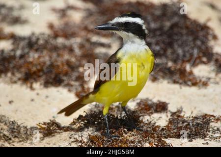 Großer Kiskadee (Pitangus sulfuratus), ein gelber kleiner Vogel an einem Sandstrand zwischen ausgespülten Algen Stockfoto