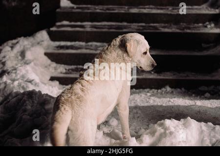 Rückansicht Foto eines labradors, der im Winterurlaub vor einer Treppe auf dem Schnee steht. Stockfoto