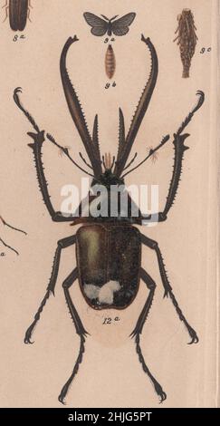 Schmetterling, Papilio, Schmetterling, Kunstwerk, F. A. Brockhaus, Gravur, Chromolithograph, antik, Enzyklopädie, Brockhaus, Käfer, Illustration, 19th Jahrhundert, Entomologie, Konversationen, Lexikon, Auflage, Leipzig, Conversations, Brockhaus Enzyklopädie, Farbig, Ausgabe 14th, 1894, Anstalt, Georg.-Künstler, latein, deutsch, englisch, Name, Fein, Kalligraphie, Bild, exquisit, gezeichnet, lebendig, Frisch, Farben, Kunst, Grafik, lebendig, Klarheit, Qualität, Wissenschaft, botanisch, detailbewusst, Dekor, Schmetterlinge, Papilionibus, : Stockfoto