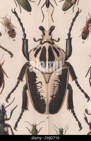 encyclopedia, Brockhaus, Konversationen, Lexikon, Auflage, F. A. Brockhaus, Leipzig, Gespräche, Brockhaus Enzyklopädie, Käfer, käfer, käfer, farbig, Illustration, Ausgabe 14th, 19th Jahrhundert, 1894, Anstalt, Georg.-Künstler, latein, deutsch, englisch, Name, Gravur, Chromolithograph, Antike, Fein, Kalligraphie, Bild, exquisit, Gezeichnet, lebendig, frisch, Farben, Bug, Kunst, Kunst, Insekt, Grafik, lebendig, Klarheit, Qualität, Wissenschaft, botanisch, detailbewusst, Dekor, Entomologie, Goliath ( Goliathus regius) / Goliath-Käfer Stockfoto