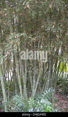 Jardín Huerto del Cura, das Juwel von Elches historischem Palmenhain, dem Palmeral Stockfoto