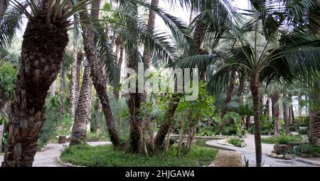 Jardín Huerto del Cura, das Juwel von Elches historischem Palmenhain, dem Palmeral Stockfoto