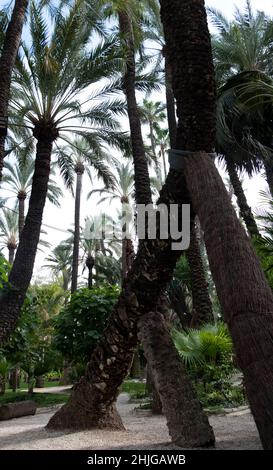 Jardín Huerto del Cura, das Juwel von Elches historischem Palmenhain, dem Palmeral Stockfoto